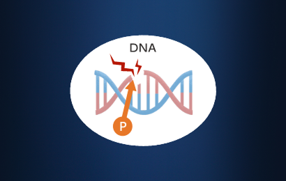 DNAの修復にかかわるたんぱくPARP