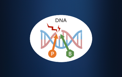 DNAの修復にかかわる ２つのたんぱくPARPと BRCA