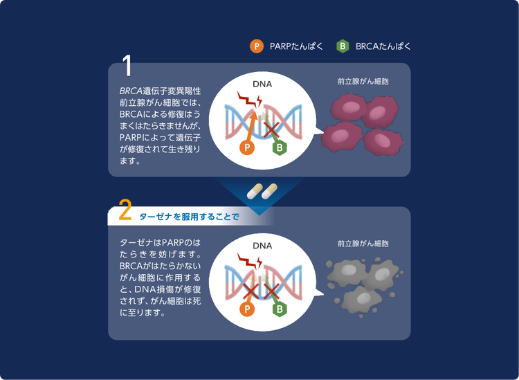 PARPとBRCAの図
