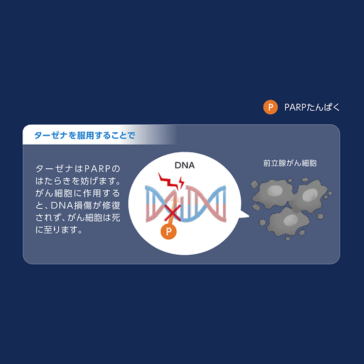 ターゼナのはたらき