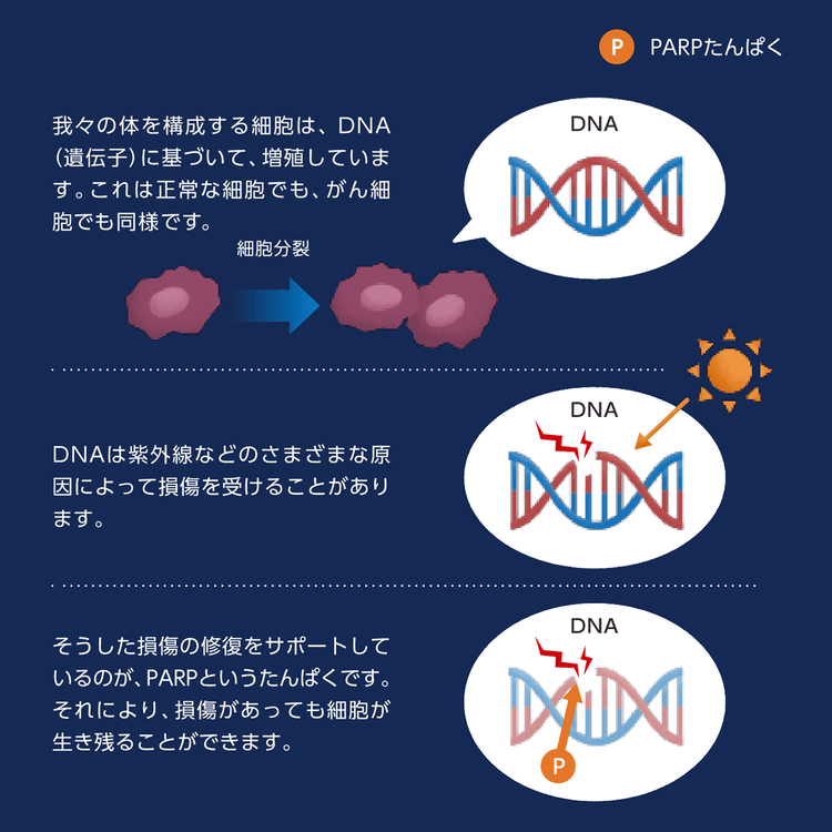 DNAの修復にかかわるたんぱくPARP